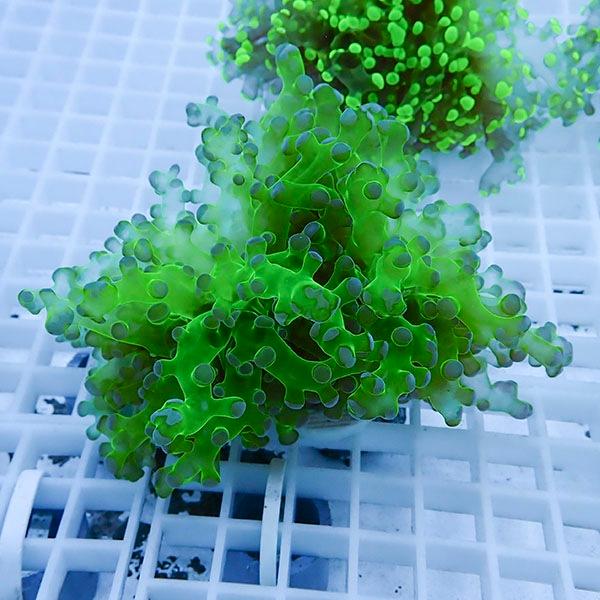 【サンゴ現物11】タコアシサンゴ フラグ!15時までのご注文で当日発送 【サンゴ】(t138