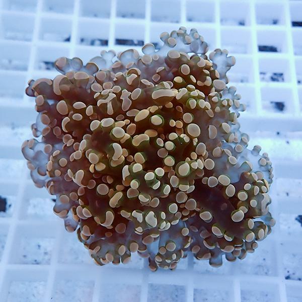 【サンゴ現物12】タコアシサンゴ フラグ!15時までのご注文で当日発送 【サンゴ】(t138