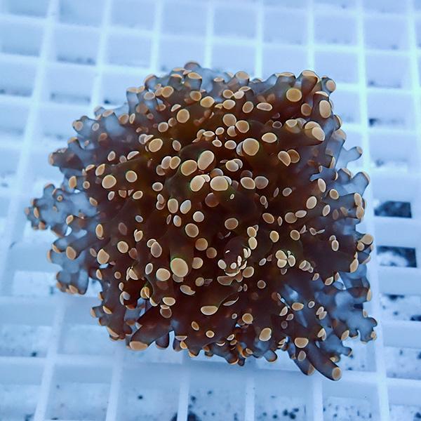 【サンゴ現物13】タコアシサンゴ フラグ!15時までのご注文で当日発送 【サンゴ】(t138