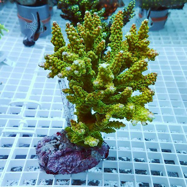 【サンゴ現物2】ブリードミドリイシ !15時までのご注文で当日発送 【ミドリイシ】(t214