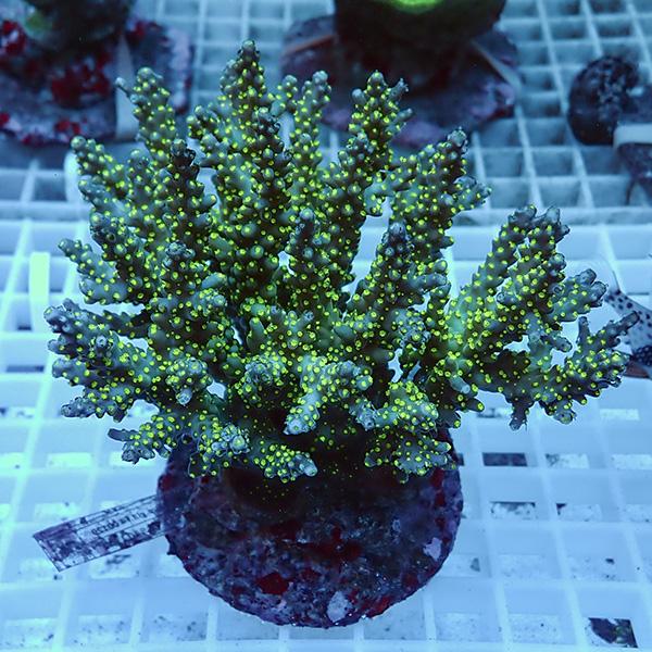 【サンゴ現物3】ブリードミドリイシ !15時までのご注文で当日発送 【ミドリイシ】(t214