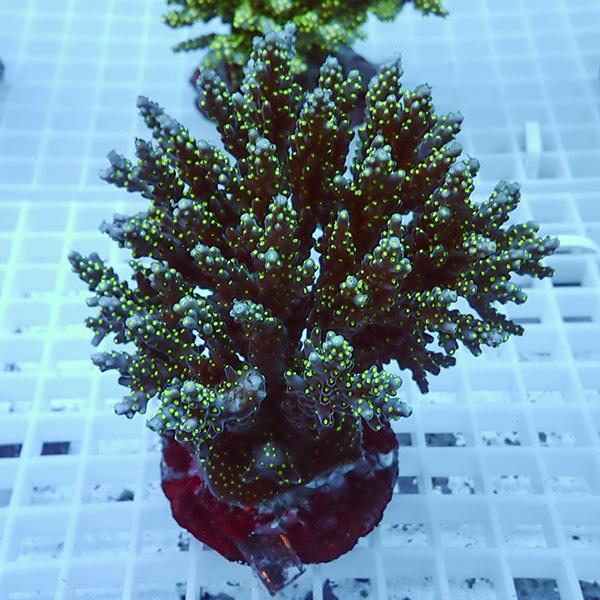 【サンゴ現物4】ブリードミドリイシ !15時までのご注文で当日発送 【ミドリイシ】(t214