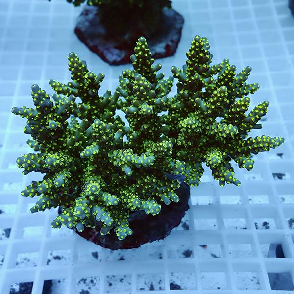 【サンゴ現物5】ブリードミドリイシ !15時までのご注文で当日発送 【ミドリイシ】(t214