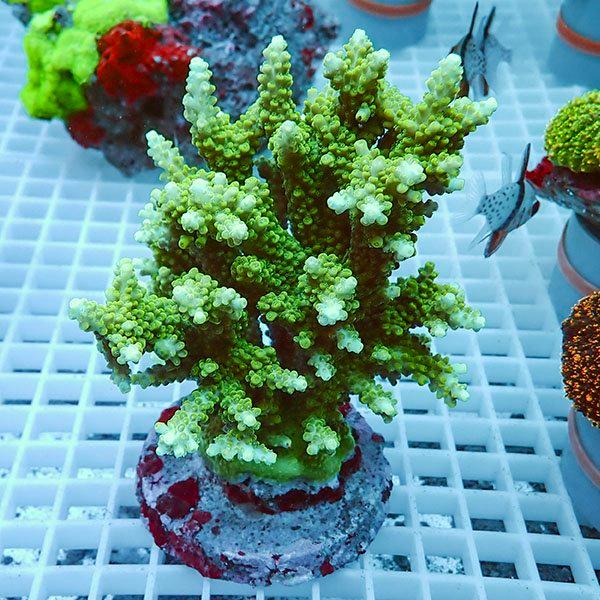 【サンゴ現物10】ブリードミドリイシ !15時までのご注文で当日発送 【ミドリイシ】(t214