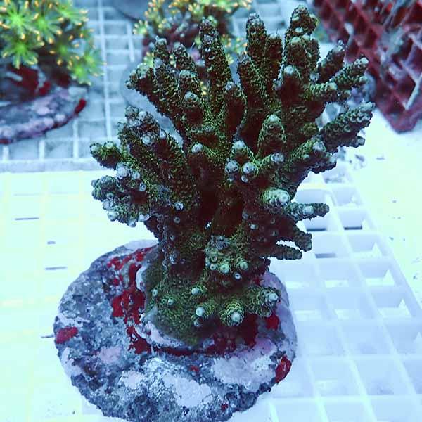 【サンゴ現物12】ブリードミドリイシ !15時までのご注文で当日発送 【ミドリイシ】(t214