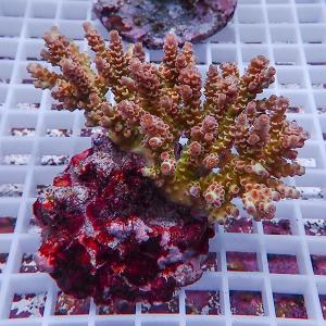【サンゴ現物13】ブリードミドリイシ (B-0590) 海水魚 サンゴ 生体｜aquagift