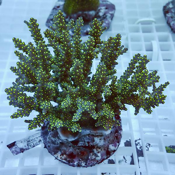 【サンゴ現物13】ブリードミドリイシ !15時までのご注文で当日発送 【ミドリイシ】(t214