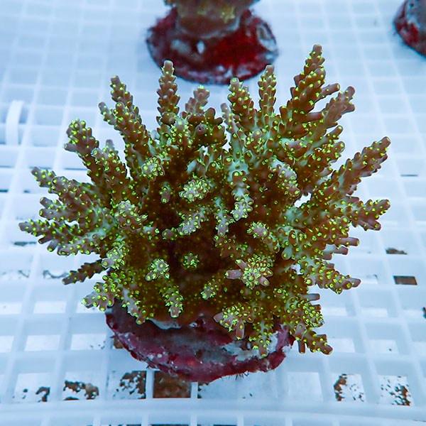 【サンゴ現物18】ブリードミドリイシ !15時までのご注文で当日発送 【ミドリイシ】(t214