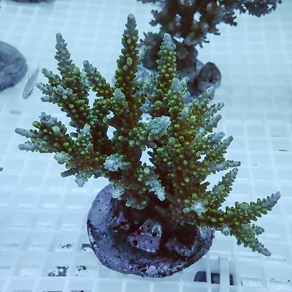 【サンゴ現物19】ブリードミドリイシ !15時までのご注文で当日発送 【ミドリイシ】(t214