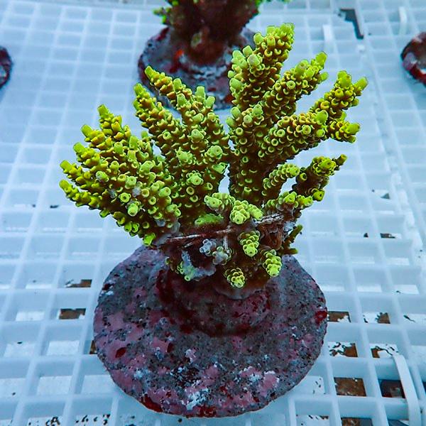 【サンゴ現物21】ブリードミドリイシ !15時までのご注文で当日発送 【ミドリイシ】(t214