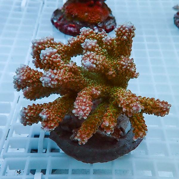 【サンゴ現物24】ブリードミドリイシ !15時までのご注文で当日発送 【ミドリイシ】(t214