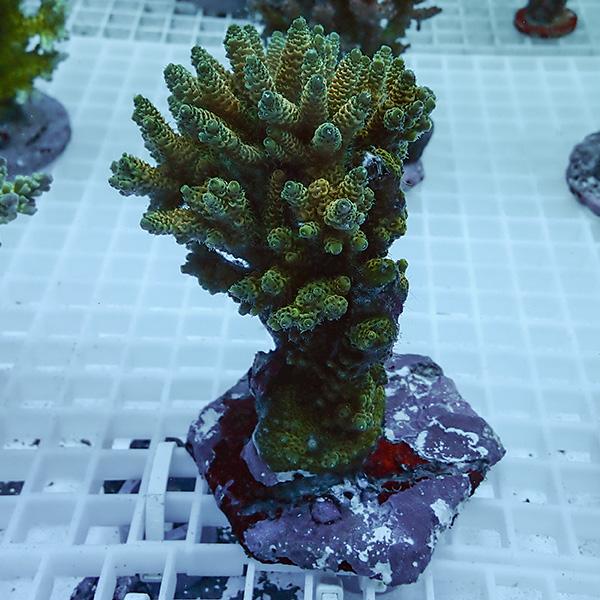 【サンゴ現物26】ブリードミドリイシ !15時までのご注文で当日発送 【ミドリイシ】(t214