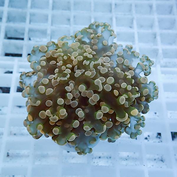 【サンゴ現物14】タコアシサンゴ フラグ!15時までのご注文で当日発送 【サンゴ】(t138