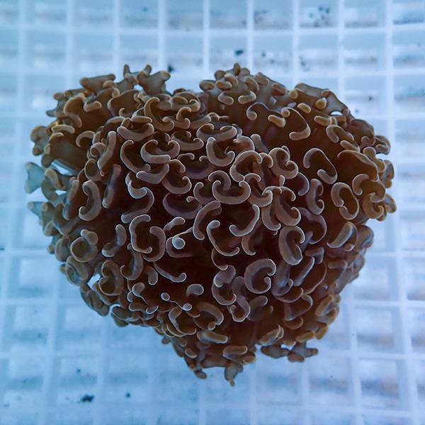 【サンゴ現物1】ナガレハナサンゴ!15時までのご注文で当日発送 【サンゴ】(t136