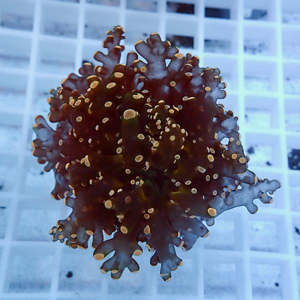 【サンゴ現物15】タコアシサンゴ フラグ!15時までのご注文で当日発送 【サンゴ】(t138