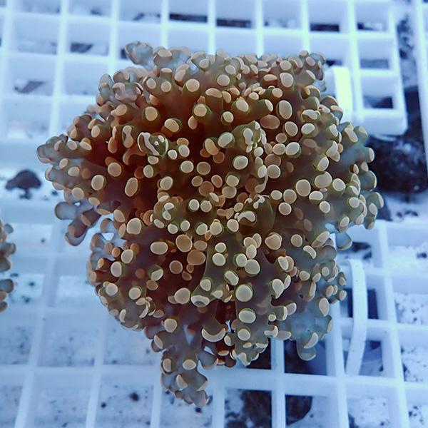 【サンゴ現物16】タコアシサンゴ フラグ!15時までのご注文で当日発送 【サンゴ】(t138