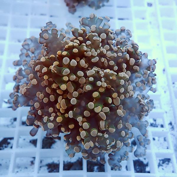 【サンゴ現物17】タコアシサンゴ フラグ!15時までのご注文で当日発送 【サンゴ】(t138