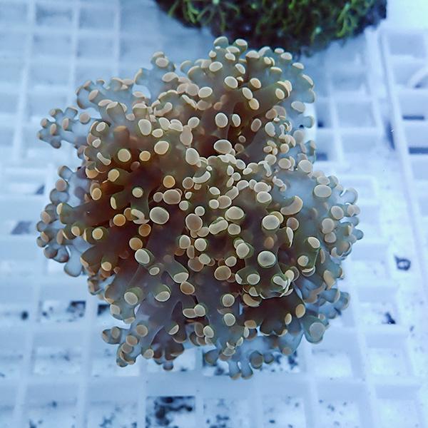 【サンゴ現物18】タコアシサンゴ フラグ!15時までのご注文で当日発送 【サンゴ】(t138