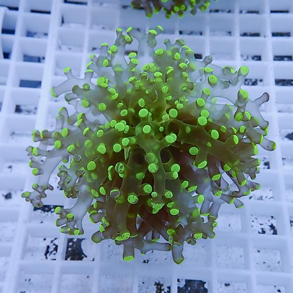 【サンゴ現物19】タコアシサンゴ フラグ!15時までのご注文で当日発送 【サンゴ】(t138