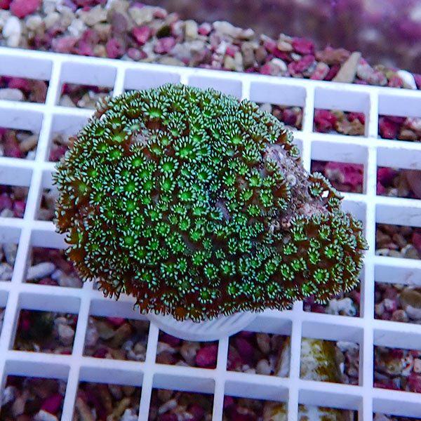 【サンゴ現物4】アワサンゴ! 15時までのご注文で当日発送 【サンゴ】(t221