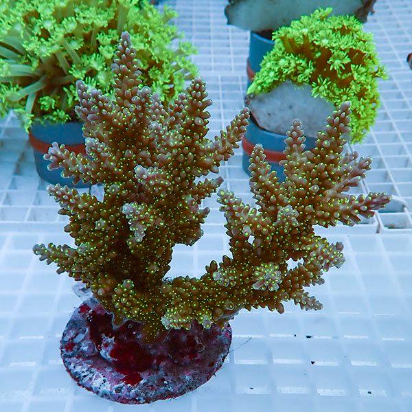 【サンゴ現物28】ブリードミドリイシ !15時までのご注文で当日発送 【ミドリイシ】(t214