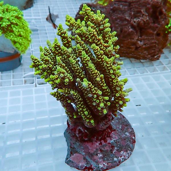 【サンゴ現物31】ブリードミドリイシ!15時までのご注文で当日発送 【ミドリイシ】(t214