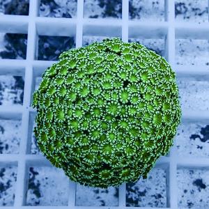 網目状の白いトレー上に置かれた、緑色のポリプが密に伸びる丸いサンゴ個体