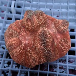 【サンゴ現物1】ブレインコーラル (B-0661) 海水魚 サンゴ 生体｜aquagift