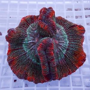 アクアギフト ブレインコーラル ハードコーラル Yahoo ショッピング