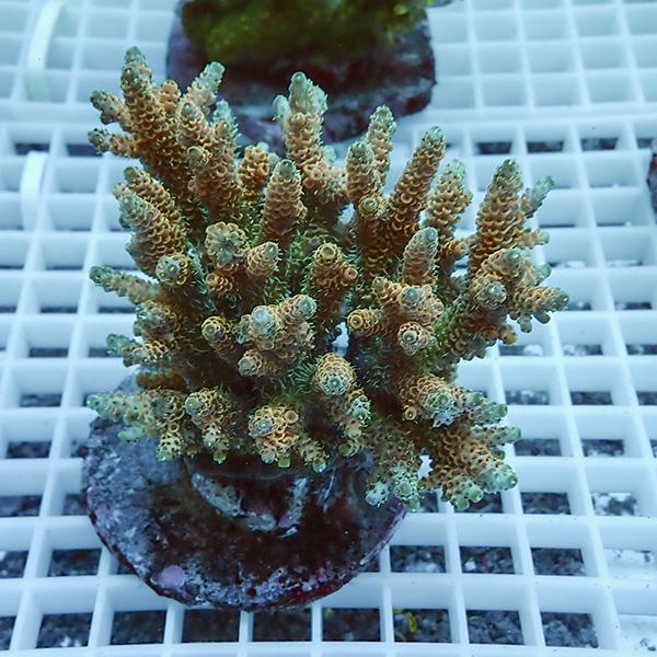 【サンゴ現物38】ブリードミドリイシ !15時までのご注文で当日発送 【ミドリイシ】(t214