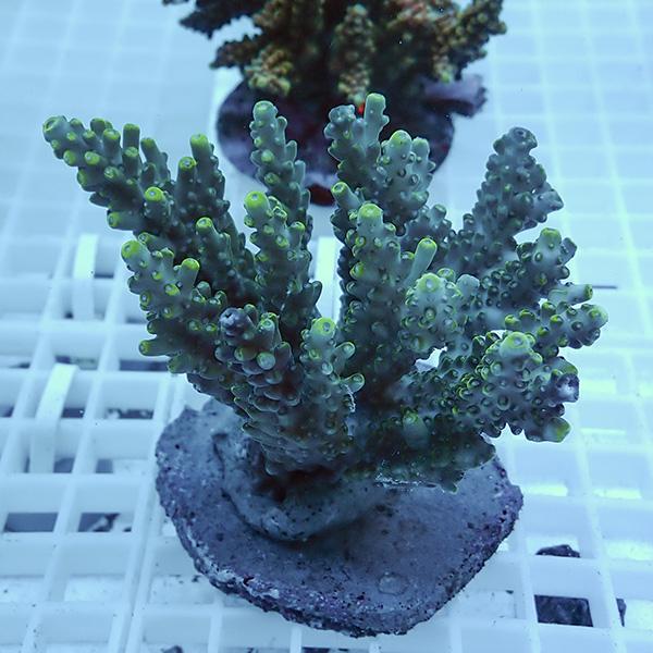 【サンゴ現物43】ブリードミドリイシ !15時までのご注文で当日発送 【ミドリイシ】(t214