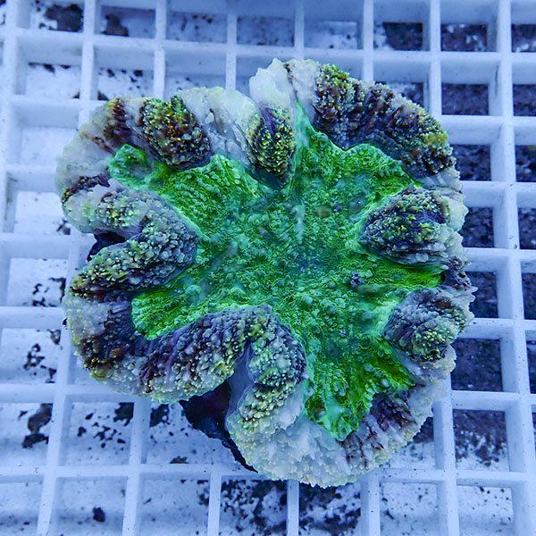 【サンゴ現物1】★ハナガタサンゴ !15時までのご注文で当日発送(t134