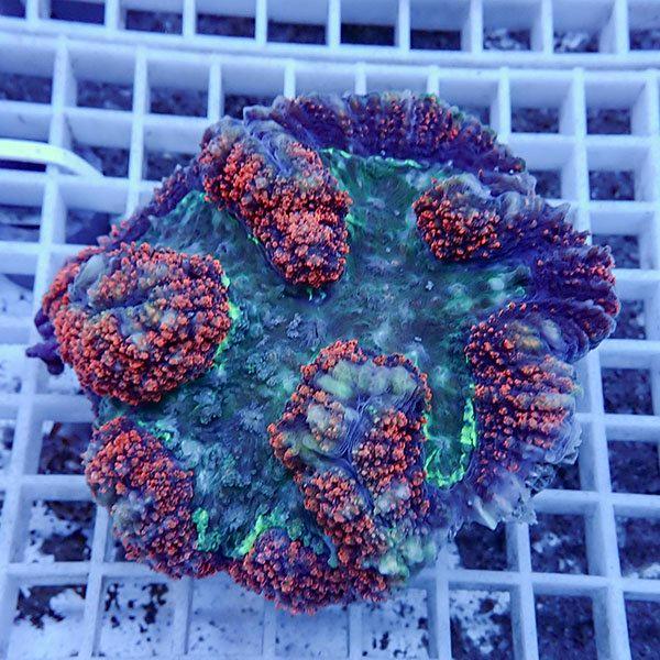 【サンゴ現物2】★ハナガタサンゴ!15時までのご注文で当日発送(t134