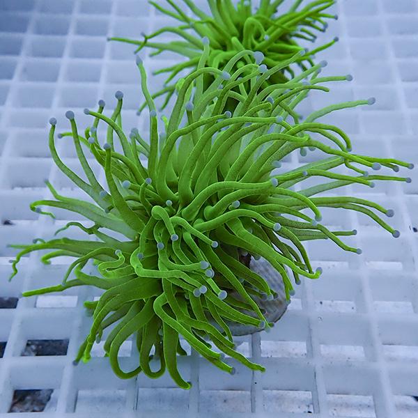 【サンゴ現物2】フラワーコーラルフラグ! 15時までのご注文で当日発送【サンゴ】(t142