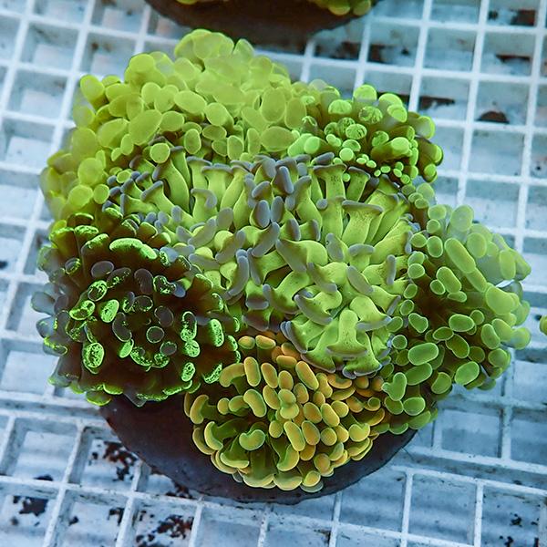 【サンゴ現物7】ナガレハナサンゴ ブリードMIX!15時までのご注文で当日発送 【サンゴ】(t136