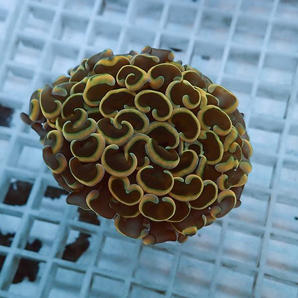 【サンゴ現物10】ナガレハナサンゴ!15時までのご注文で当日発送 【サンゴ】(t136