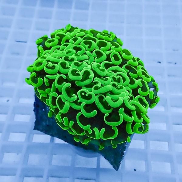 【サンゴ現物11】ナガレハナサンゴ!15時までのご注文で当日発送 【サンゴ】(t136