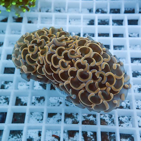 【サンゴ現物19】ナガレハナサンゴ!15時までのご注文で当日発送 【サンゴ】(t136