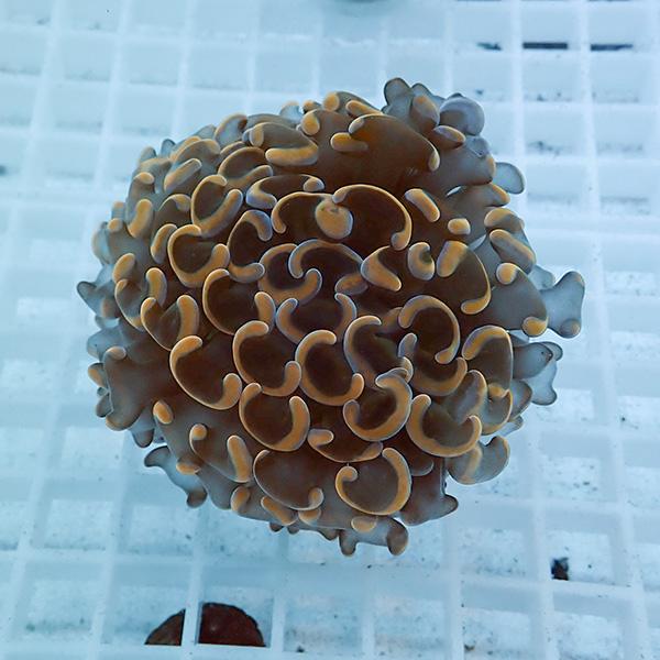 【サンゴ現物21】ナガレハナサンゴ!15時までのご注文で当日発送 【サンゴ】(t136