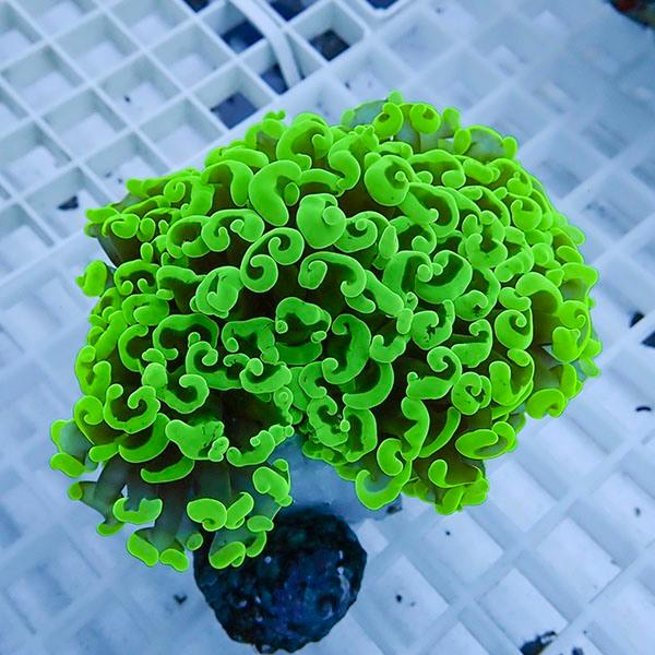 【サンゴ現物22】ナガレハナサンゴ!15時までのご注文で当日発送 【サンゴ】(t136