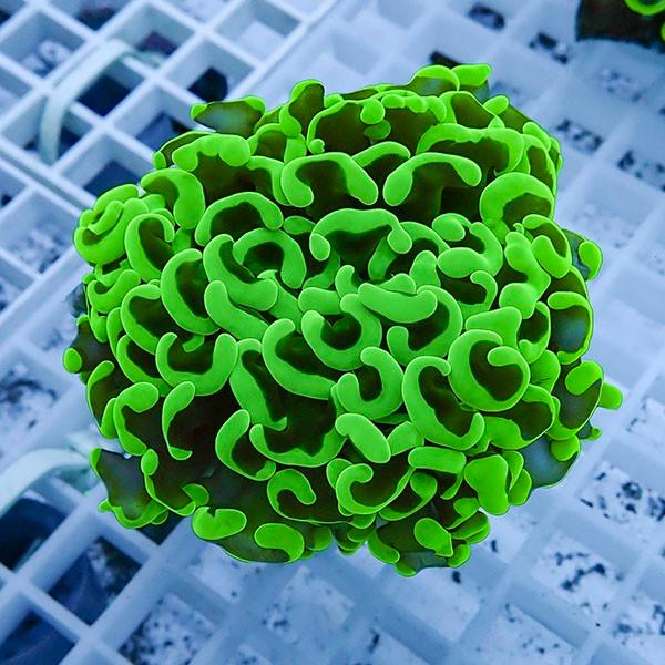 【サンゴ現物24】ナガレハナサンゴ!15時までのご注文で当日発送 【サンゴ】(t136