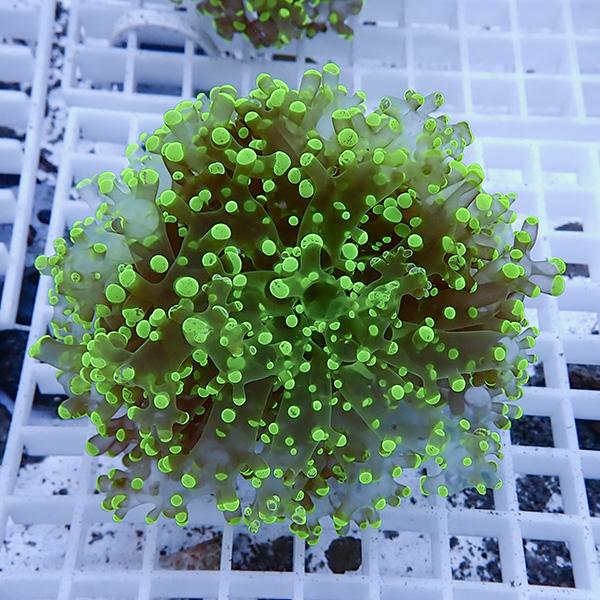 【サンゴ現物20】タコアシサンゴ フラグ!15時までのご注文で当日発送 【サンゴ】(t138