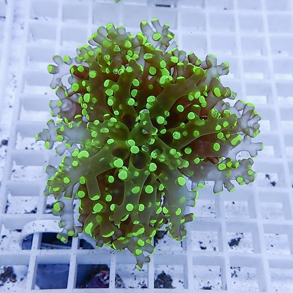 【サンゴ現物21】タコアシサンゴ フラグ!15時までのご注文で当日発送 【サンゴ】(t138