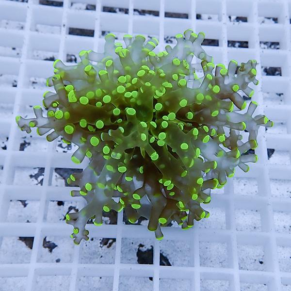 【サンゴ現物23】タコアシサンゴ フラグ!15時までのご注文で当日発送 【サンゴ】(t138