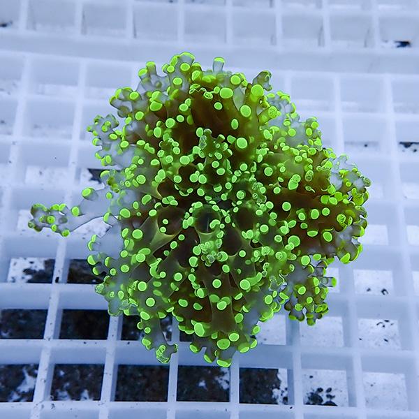 【サンゴ現物24】タコアシサンゴ フラグ!15時までのご注文で当日発送 【サンゴ】(t138