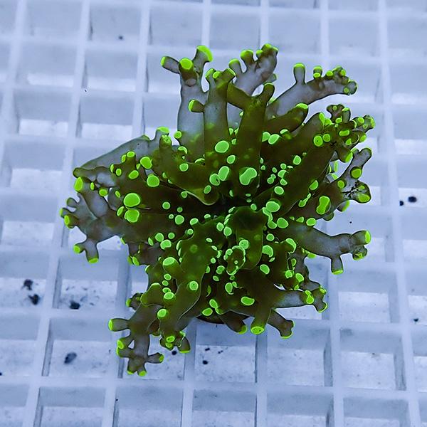 【サンゴ現物25】タコアシサンゴ フラグ!15時までのご注文で当日発送 【サンゴ】(t138