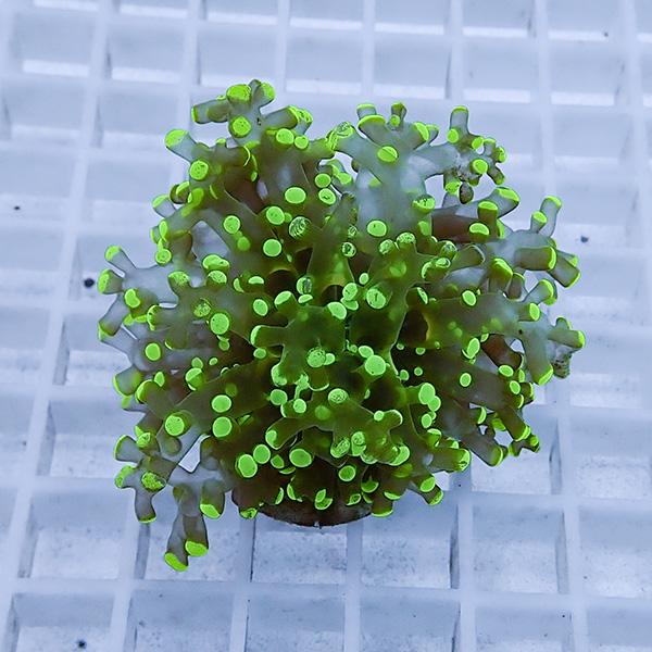 【サンゴ現物26】タコアシサンゴフラグ !15時までのご注文で当日発送 【サンゴ】(t138