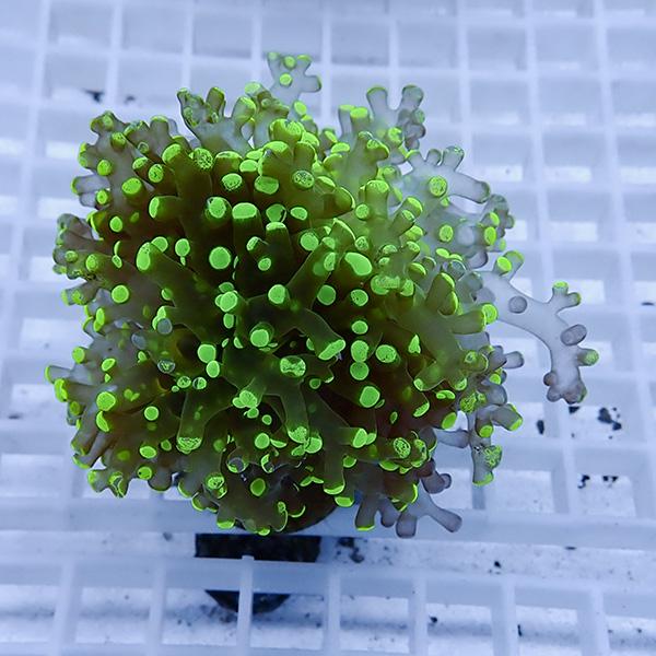 【サンゴ現物28】タコアシサンゴ フラグ!15時までのご注文で当日発送 【サンゴ】(t138