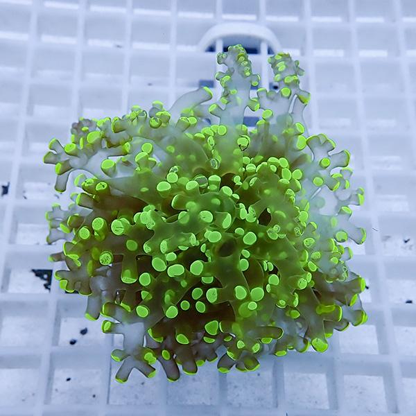 【サンゴ現物29】タコアシサンゴ フラグ!15時までのご注文で当日発送 【サンゴ】(t138