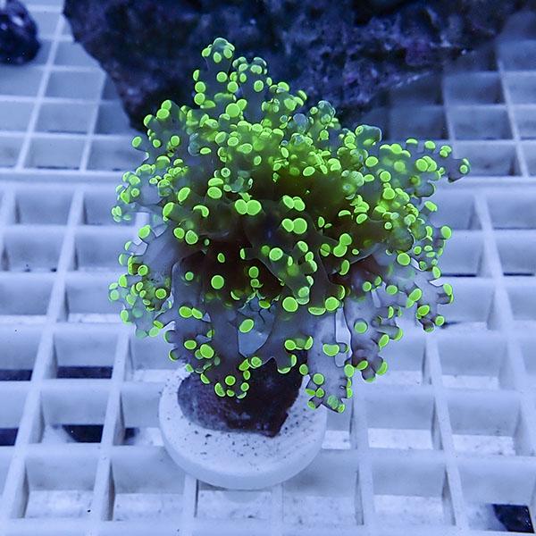 【サンゴ現物30】タコアシサンゴ フラグ!15時までのご注文で当日発送 【サンゴ】(t138